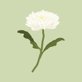White aesthetic flower clipart, chrysanthemum | Free Photo Illustration - rawpixel