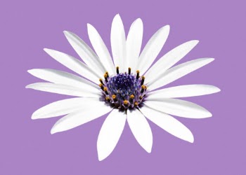 White African daisy, flower clipart | Free Photo - rawpixel