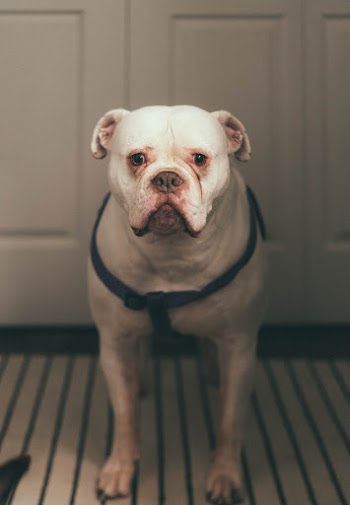 White American Bully 