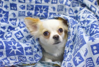 White and Beige Short Coat Dog