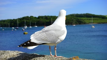 White and Black Albatross