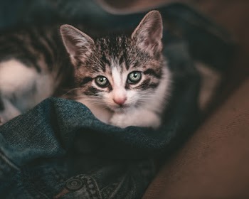 White and Black Bicolor Kitten