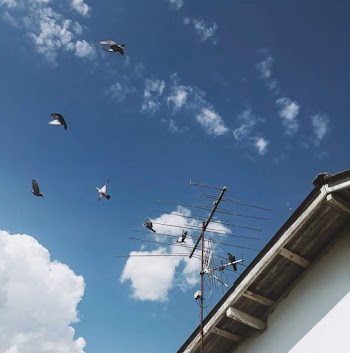 White and Black Bird