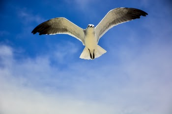 White and Black Bird