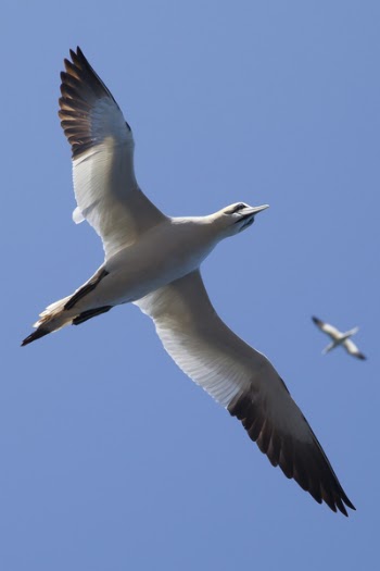 White and Black Bird Flying Under Blue Sky during Daytime