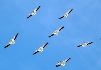 White and Black Bird Gliding during Blue Sky