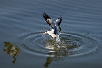 White and Black Bird on Body of Water