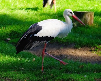 White and Black Bird on Green Grass