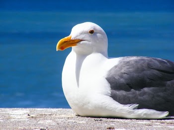 White and Black Bird on Grey Pavement Near Water