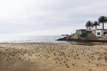 White and Black Bird on Seashore Near Body of Water and Green Tree during Daytime