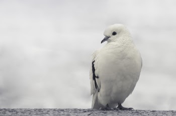 White and Black Bird on Trunk