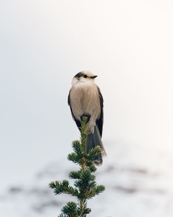 white and black bird perched on green twig during daytime