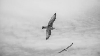 white and black bird soaring high