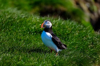 White and Black Bird Standing on Green Grass