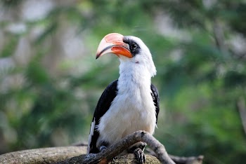 White and Black Bird With Red Bill