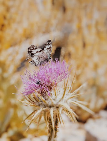 White and Black Butterfly on Purple Flower