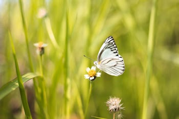 White and Black Butterfly on White Flower