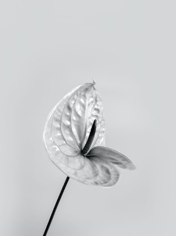 White and Black Butterfly Wings · Free Stock Photo