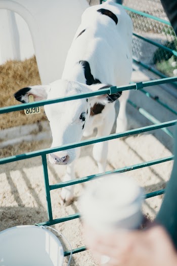 White and Black Calf 