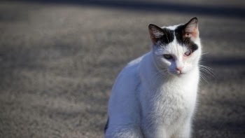 White and Black Calico Cat