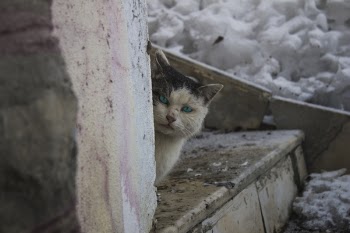 White and Black Cat