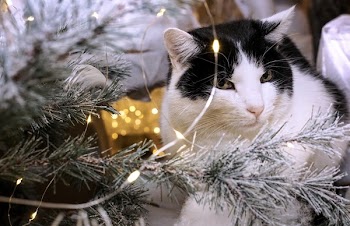 White and Black Cat Beside Christmas Tree With String Lights