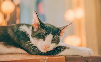 White and Black Cat With Bokeh Lights