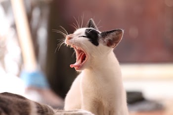 White and Black Cat With Tongue Out at Daytime