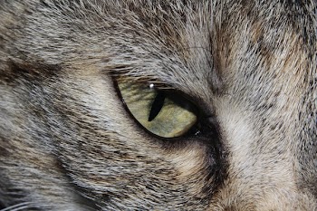 White and Black Cats Eye