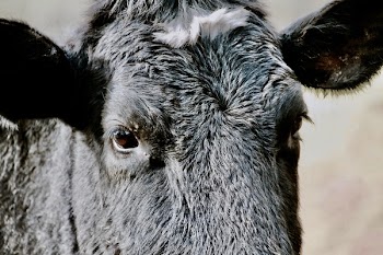 White and Black Cattle
