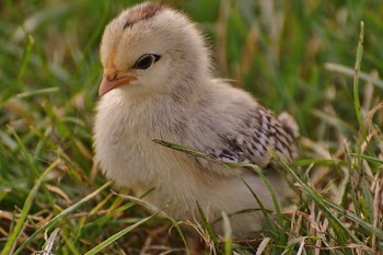 White and Black Chick