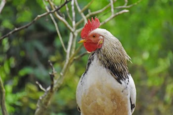 White and Black Chicken in Close-up Photography