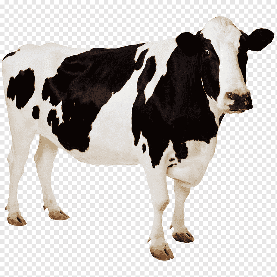white and black cow, Holstein Friesian cattle Cow Aurochs Desktop, cow, animals, cow Goat Family, 4K Resolution png