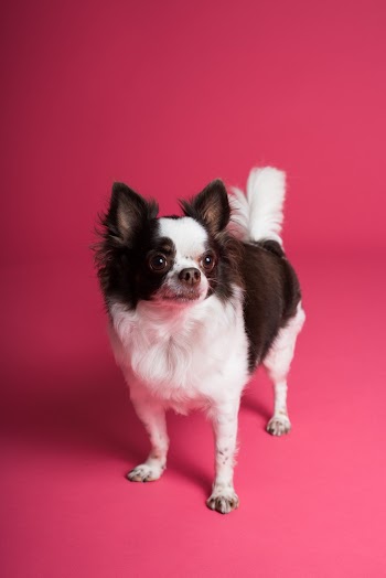 White and Black Dog