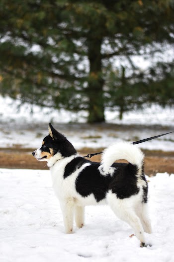 White and Black Dog