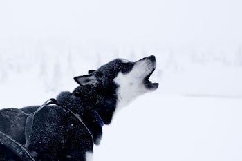 white and black dog howling on snow field