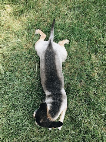 White and Black Dog on Grass
