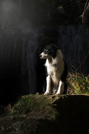 White and Black Dog Standing on Stone