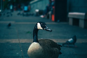 White and Black Duck Selective Focus Photography