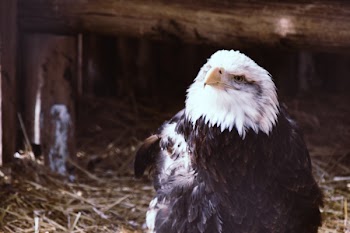 White and Black Eagle Bird