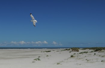 White and Black Flying Bird