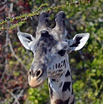 white and black giraffe