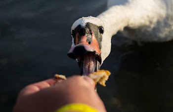 White and Black Goose