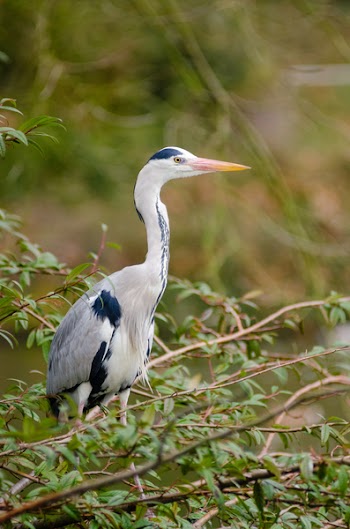 White and Black Heron