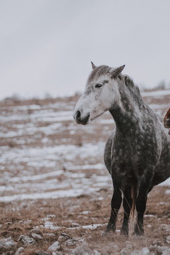 White and Black Horse at the Field