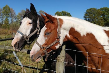 White and Black Horses
