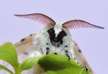 White and Black Insect on Green Leaf