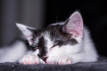 White and Black Kitten