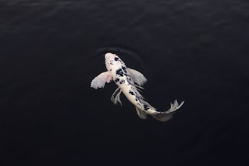 White and Black Koi Fish