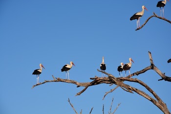 White and Black Long Beaked Birds on Brown Tree Branch